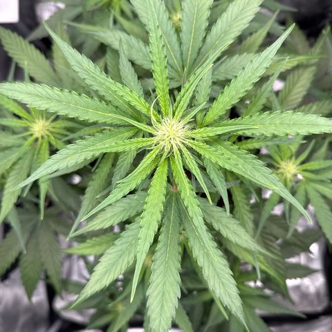 Franziska growlog timeline photo