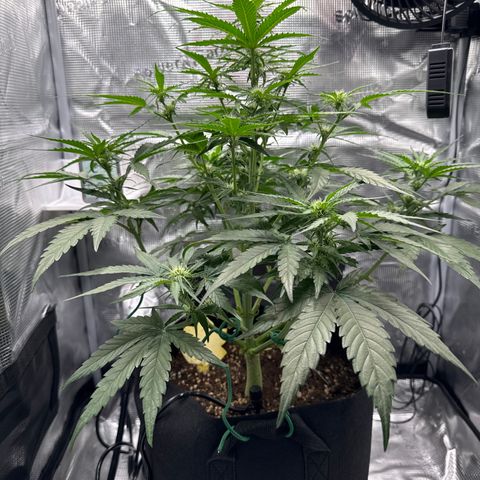 Franziska growlog timeline photo