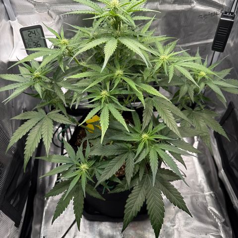 Franziska growlog timeline photo