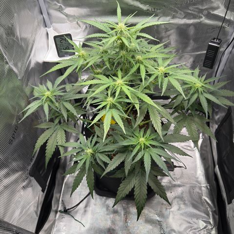 Franziska growlog timeline photo