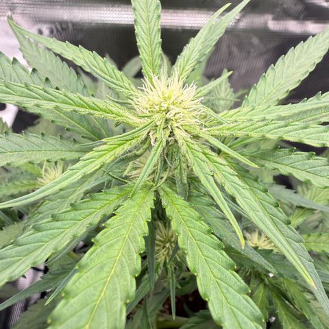 Franziska growlog timeline photo
