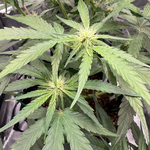 Franziska growlog timeline photo