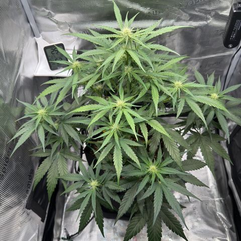 Franziska growlog timeline photo
