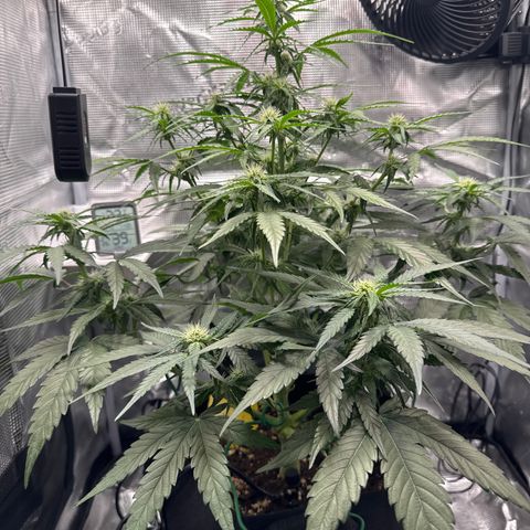 Franziska growlog timeline photo