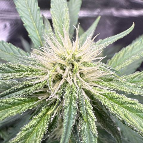 Franziska growlog timeline photo
