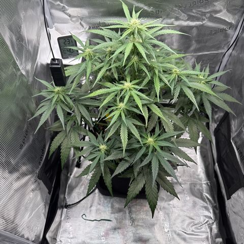 Franziska growlog timeline photo