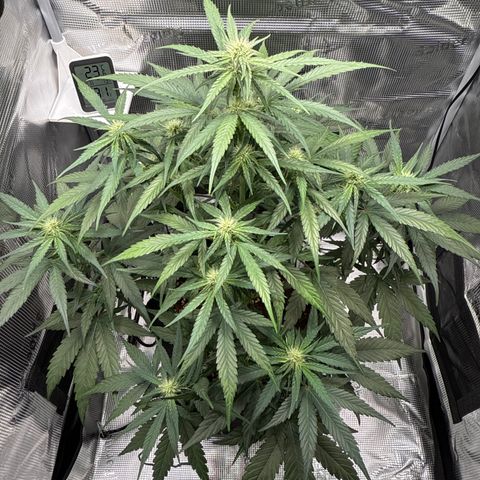 Franziska growlog timeline photo