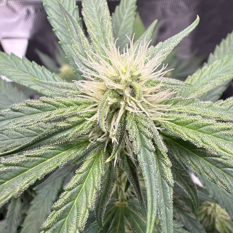 Franziska growlog timeline photo