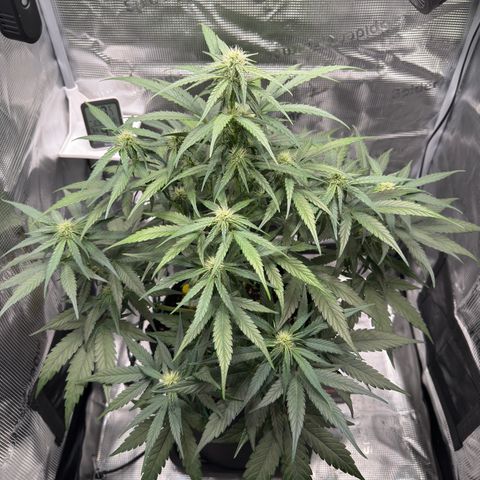 Franziska growlog timeline photo