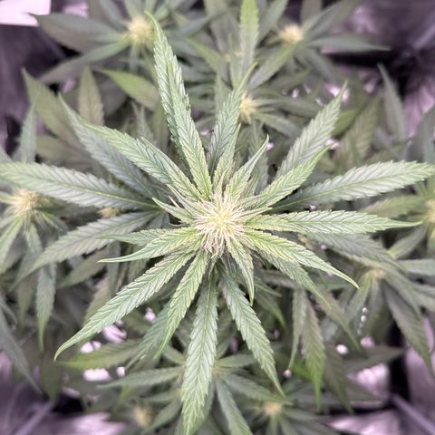 Franziska growlog timeline photo