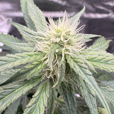 Franziska growlog timeline photo