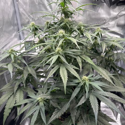 Franziska growlog timeline photo