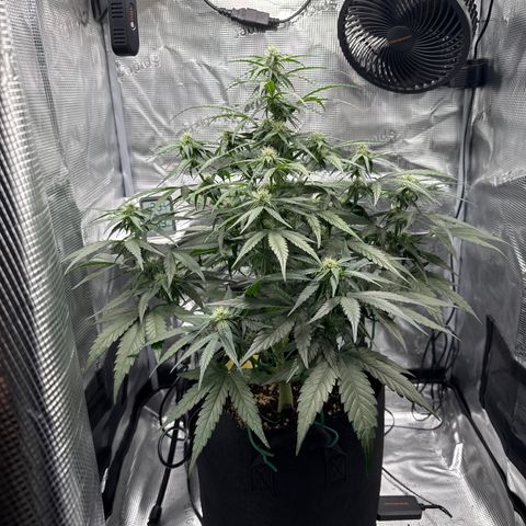 Franziska growlog timeline photo