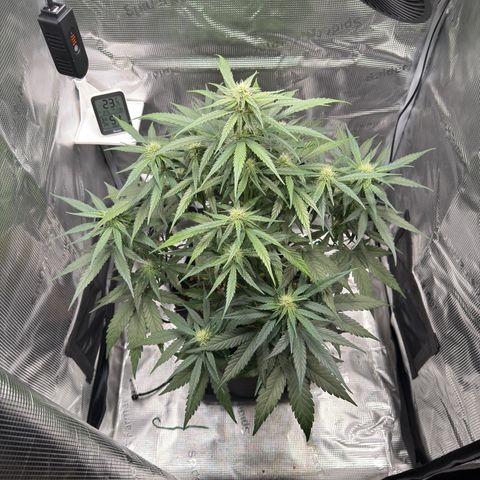 Franziska growlog timeline photo