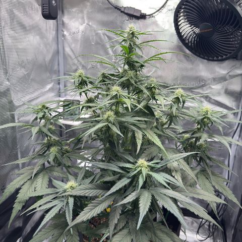 Franziska growlog timeline photo