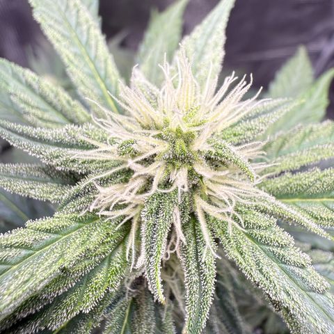 Franziska growlog timeline photo