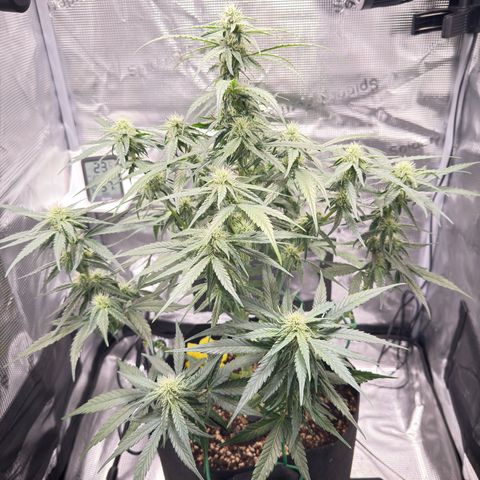 Franziska growlog timeline photo