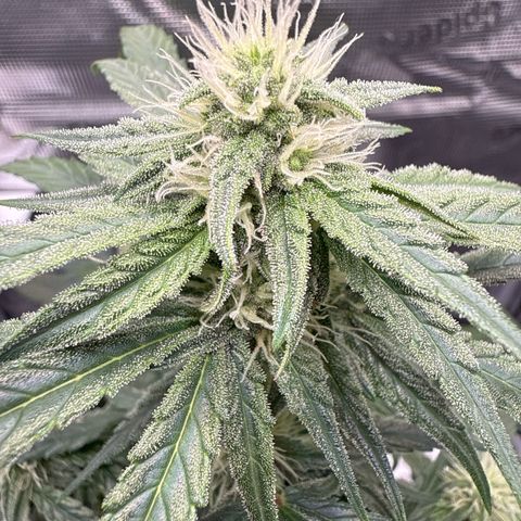 Franziska growlog timeline photo