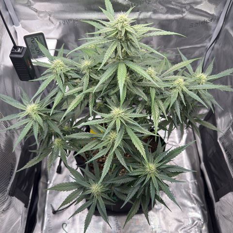Franziska growlog timeline photo