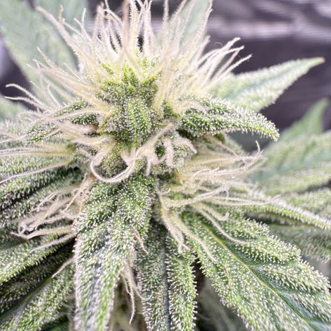 Franziska growlog timeline photo