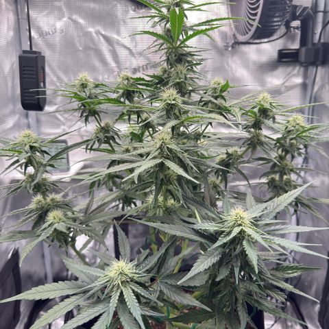 Franziska growlog timeline photo