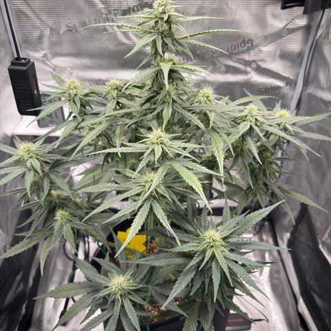 Franziska growlog timeline photo