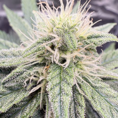 Franziska growlog timeline photo