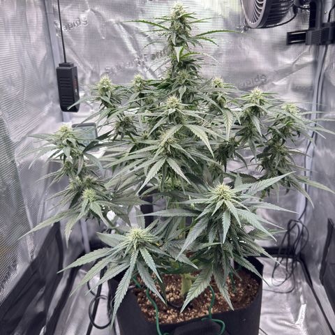 Franziska growlog timeline photo