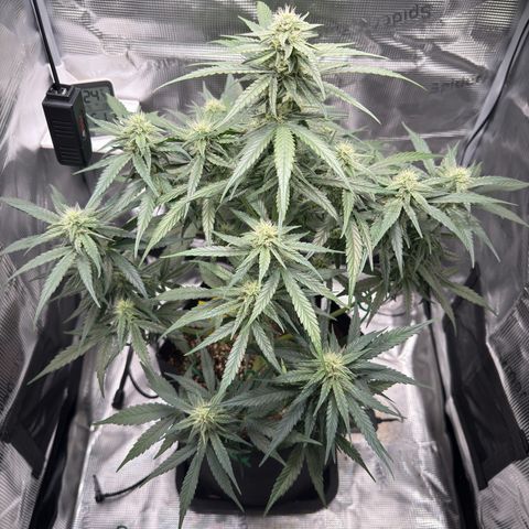 Franziska growlog timeline photo