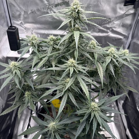Franziska growlog timeline photo