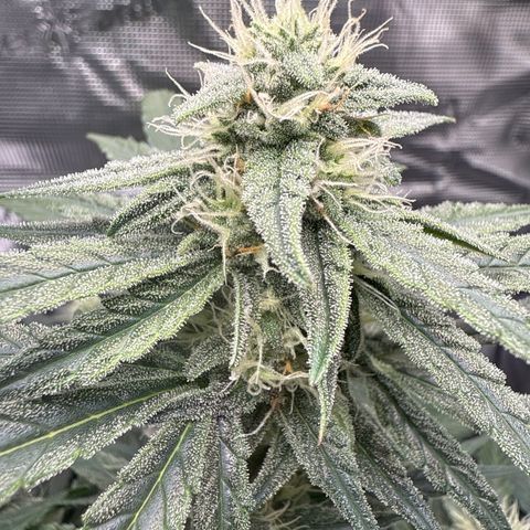 Franziska growlog timeline photo