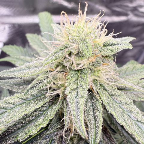 Franziska growlog timeline photo