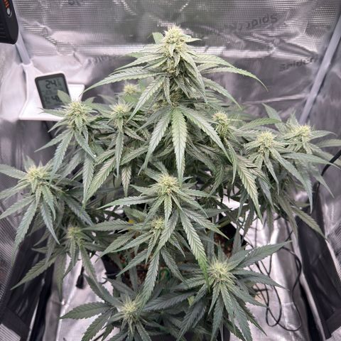 Franziska growlog timeline photo