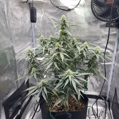 Franziska growlog timeline photo