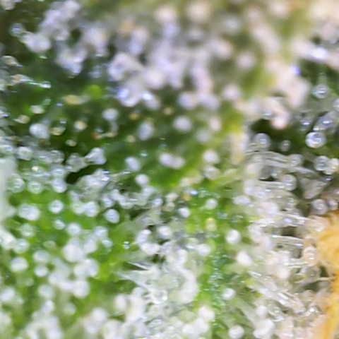 Franziska growlog timeline photo