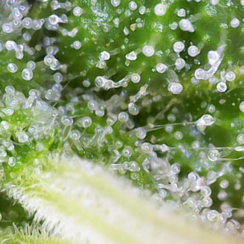 Franziska growlog timeline photo