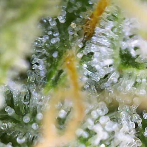 Franziska growlog timeline photo