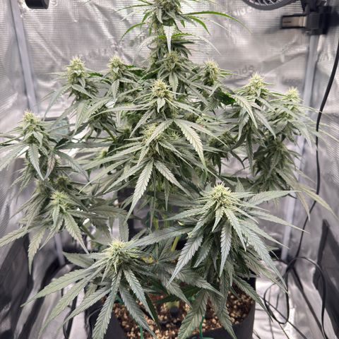 Franziska growlog timeline photo