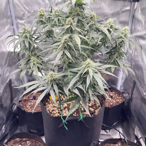 Franziska growlog timeline photo