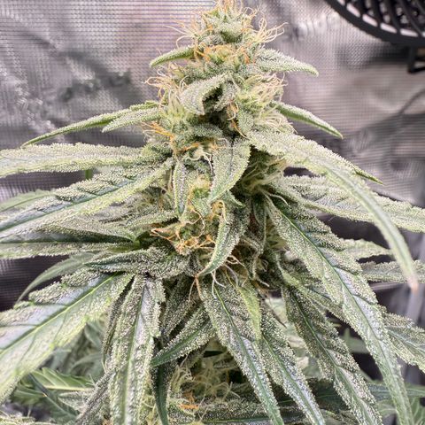 Franziska growlog timeline photo