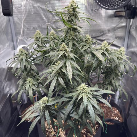 Franziska growlog timeline photo
