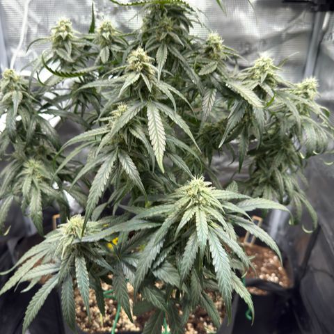 Franziska growlog timeline photo