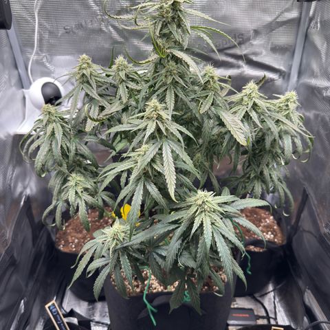 Franziska growlog timeline photo