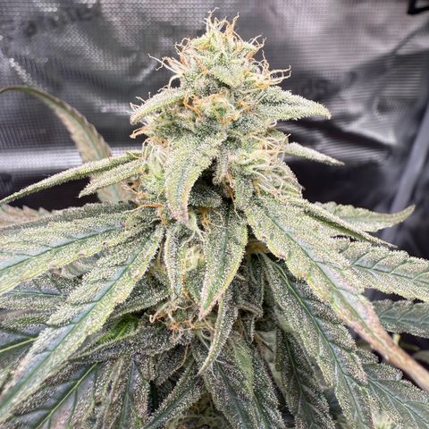 Franziska growlog timeline photo