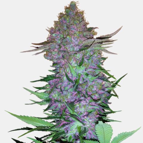 Green Cure CBD F1 Automatic growlog timeline photo