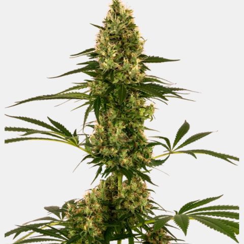 Green Cure CBD F1 Automatic growlog timeline photo