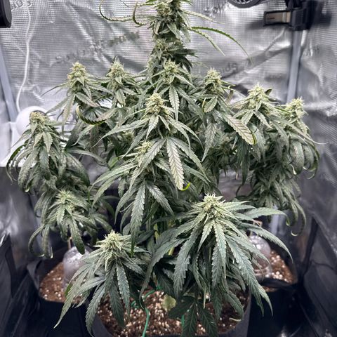 Franziska growlog timeline photo