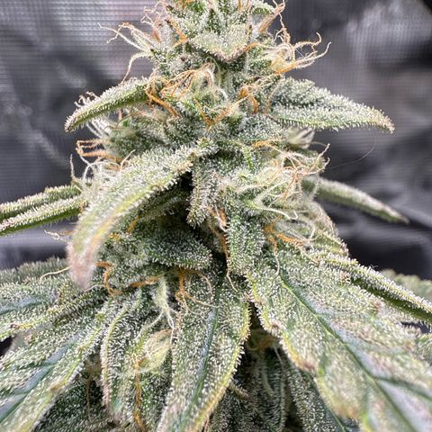 Franziska growlog timeline photo