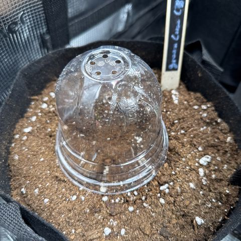 Green Cure CBD F1 Automatic growlog timeline photo