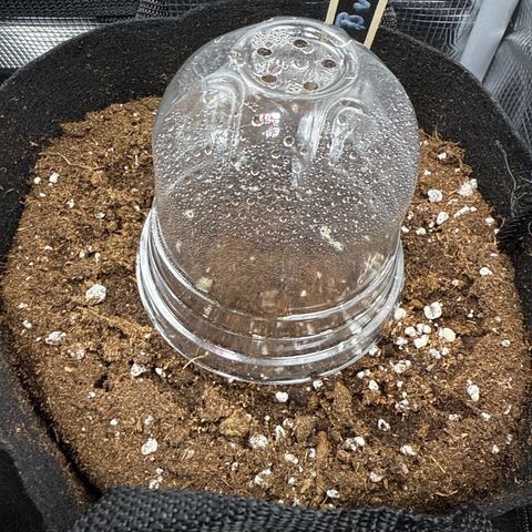 Blue Bullet Automatic growlog timeline photo